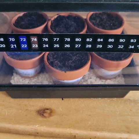 Diesel growlog photo: Tag 3 Keimung , ist am Nachmittag noch nichts zu sehen