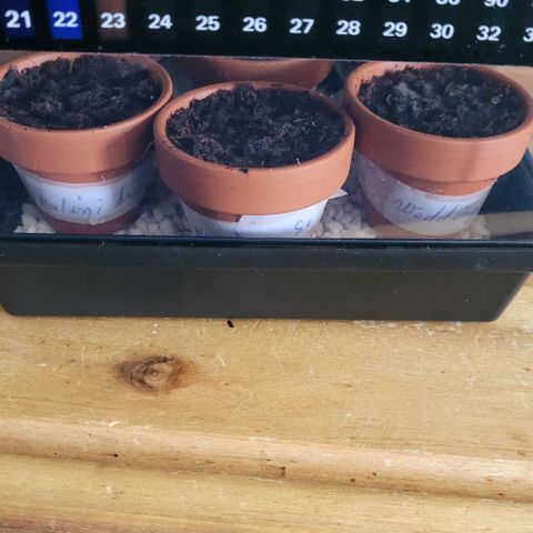 Diesel growlog photo: Tag 3 Keimung , ist am Nachmittag noch nichts zu sehen