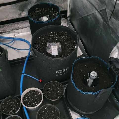 Diesel growlog photo: Die Töpfe alle fertig , noch mal an gefeuchtet.
Kommen jetzt Raubmilben dazu und Decke alles ab