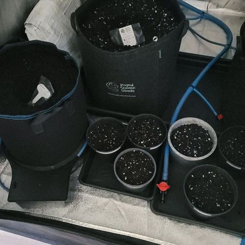 Diesel growlog photo: Die Töpfe alle fertig , noch mal an gefeuchtet.
Kommen jetzt Raubmilben dazu und Decke alles ab
