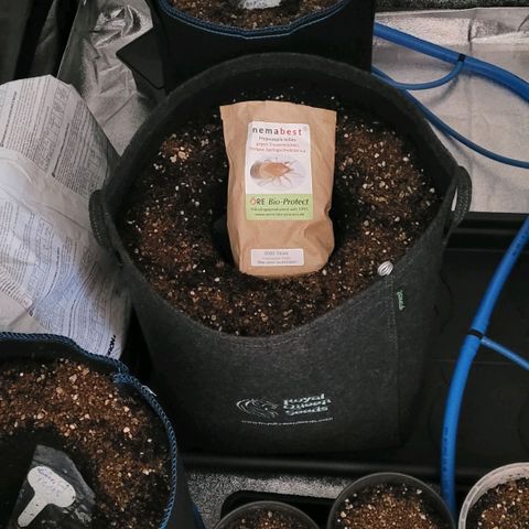 Diesel growlog timeline photo