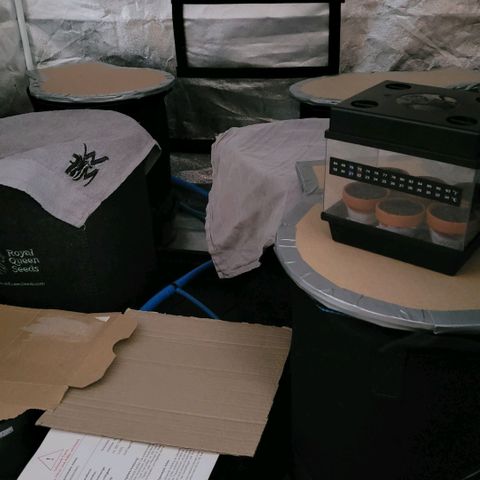 Diesel growlog photo: So ist heute der Rest Vorbereitung erledigt , alle Töpfe fertig , mit Raubmilben besiedelt, kann alles ruhen bis die Keimlinge sich zeigen