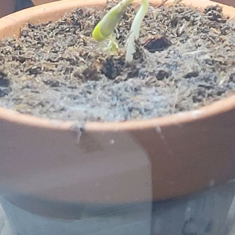 Mexican growlog photo: Die Mexican ist an Tag 5 Keimung die erste die sich zeigt und schon schön kräftig