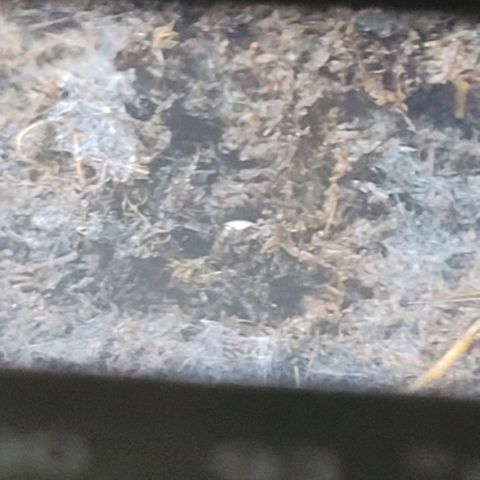 Torti growlog photo: Die Wedding Cake Auto ist die zweite die sich heute zeigt , auch wenn nur sehr dünn, aber sie kommt.