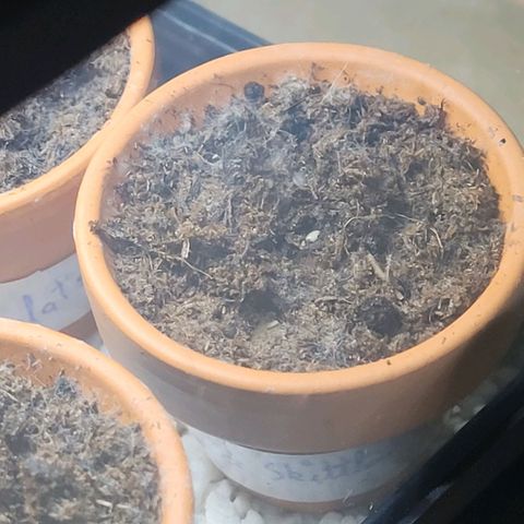 Amnesia S growlog photo: Die Amnesia Skittlez Auto beginnt als dritte heute sich aus der Erde zu erheben