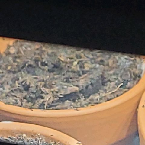 Diesel growlog photo: Die Sour Diesel verirrt sich wohl im Torf. Der Easy Start Plug hatte sich am Morgen um gut 0,5 cm aus dem Torf erhoben.
Von unten hoch gedrückt durch die Pfahlwurzel die schon in der Erde ihr Unwesen treibt. Ich wollte eine Luftblase in dem Torf und easy Start vermeiden u drückte letzteres wieder tiefer rein. Nun bleibt ab zu Warten,  das die Wurzel kein Schaden nahm.