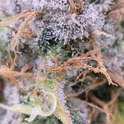 Cookies OG Kloni #1 growlog timeline photo