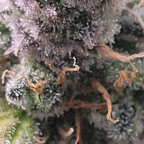Cookies OG Kloni #1 growlog timeline photo