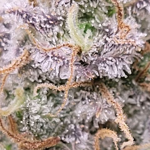 Cookies OG Kloni #1 growlog timeline photo