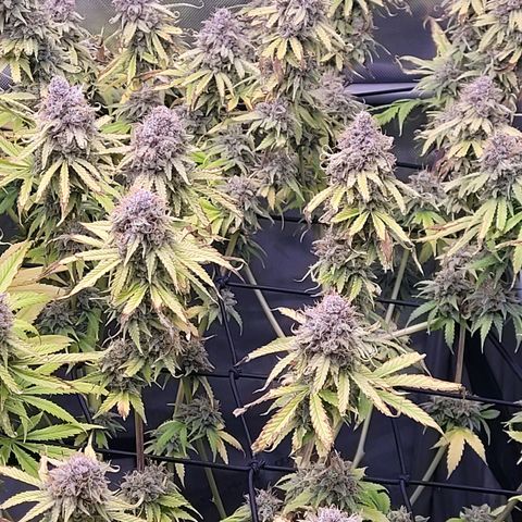 Cookies OG Kloni #1 growlog timeline photo