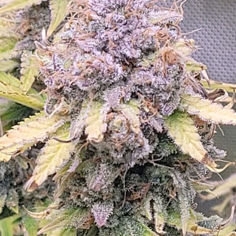 Cookies OG Kloni #1 growlog timeline photo