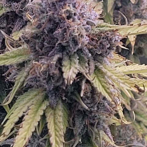 Cookies OG Kloni #2 growlog timeline photo