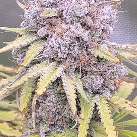Cookies OG Kloni #2 growlog timeline photo