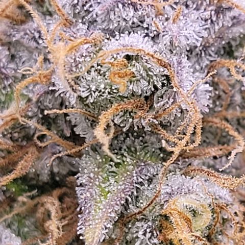 Cookies OG Kloni #2 growlog timeline photo
