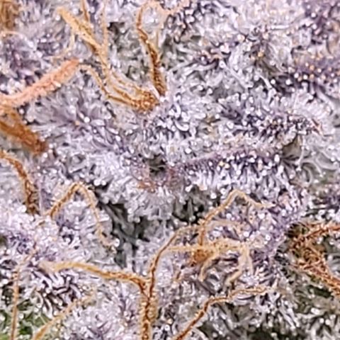Cookies OG Kloni #2 growlog timeline photo