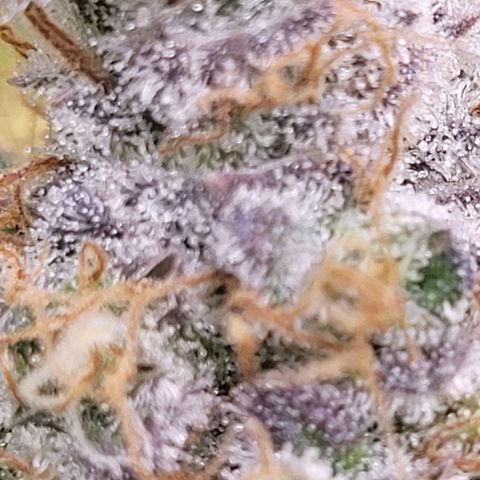 Cookies OG Kloni #2 growlog timeline photo