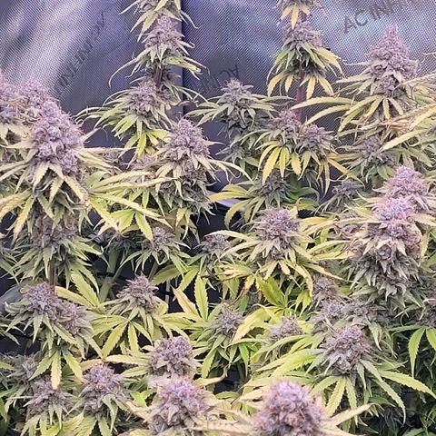 Cookies OG Kloni #2 growlog timeline photo