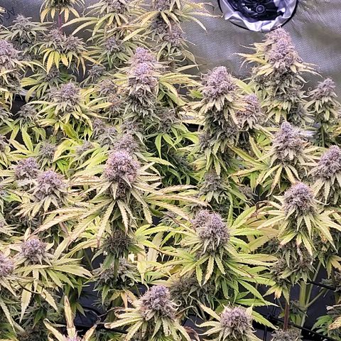 Cookies OG Kloni #1 growlog timeline photo