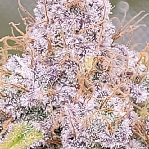 Cookies OG Kloni #2 growlog timeline photo