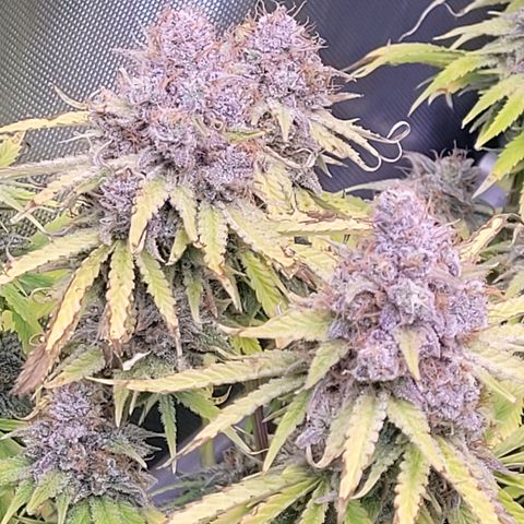 Cookies OG Kloni #2 growlog timeline photo