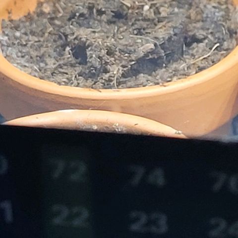 Diesel growlog photo: Es erscheint mir , das das rum hantieren am Morgen , am Easy Start Plug .
Was da schon ziemlich hoch kam , aus dem Torf.
Was ich wieder tiefer setzte , bündig. Jetzt am frühen Abend , wieder der Easy Start hoch kommt. Aber es kommt noch nix aus der Erde oben raus.
Scheint aber trotz meiner Mühen noch Leben in der Wurzel zu sein. Ich lasse es nun Gewähren u es kommt wie es kommt
