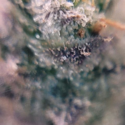 Cookies OG Kloni #1 growlog photo: Hier weitere Trichom Bilder unter einem Handymikroskop