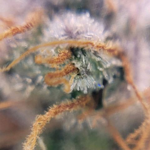 Cookies OG Kloni #1 growlog photo: Hier weitere Trichom Bilder unter einem Handymikroskop