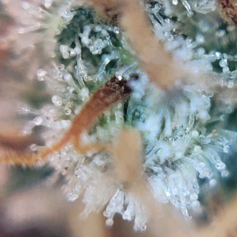 Cookies OG Kloni #1 growlog photo: Hier weitere Trichom Bilder unter einem Handymikroskop