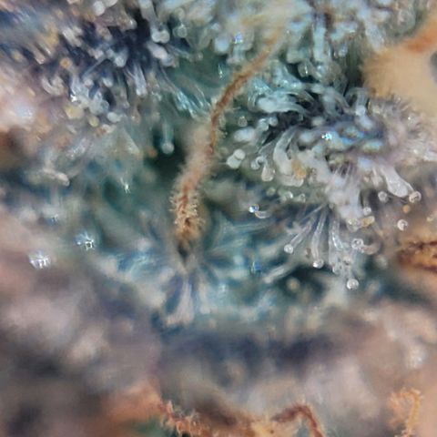 Cookies OG Kloni #1 growlog photo: Hier weitere Trichom Bilder unter einem Handymikroskop