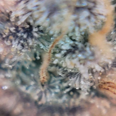 Cookies OG Kloni #1 growlog photo: Hier weitere Trichom Bilder unter einem Handymikroskop