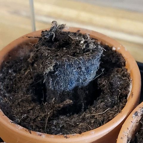 Diesel growlog timeline photo