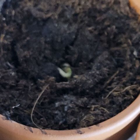 Diesel growlog photo: Hier habe ich jetzt noch mal nach geholfen