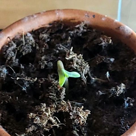 Amnesia S growlog timeline photo