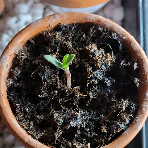 Torti growlog timeline photo