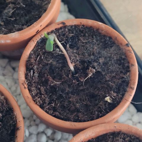 Mexican growlog timeline photo