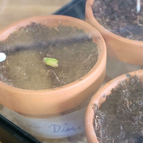 Diesel growlog photo: Jetzt am Mittag bleibt nach 2 maliger Hilfe das Easy Start Plug im Torf