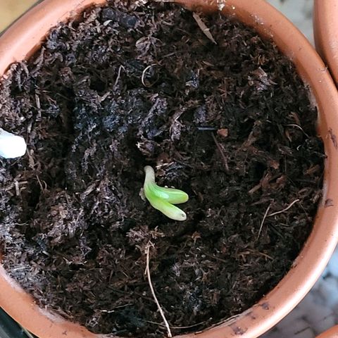 Diesel growlog photo: Sie hat ihren Weg zum Licht gefunden