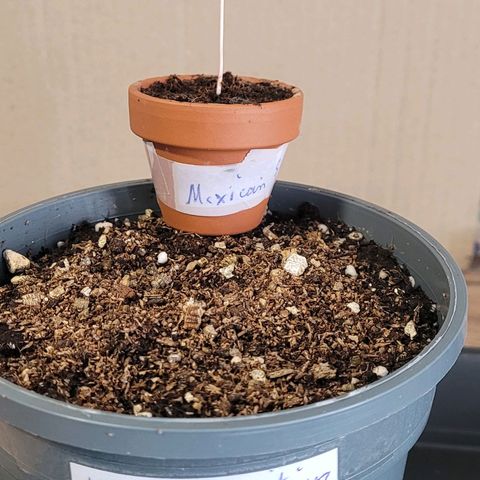 Mexican growlog timeline photo