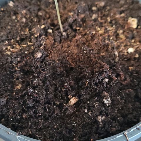 Mexican growlog timeline photo
