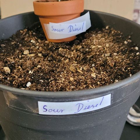 Diesel growlog timeline photo