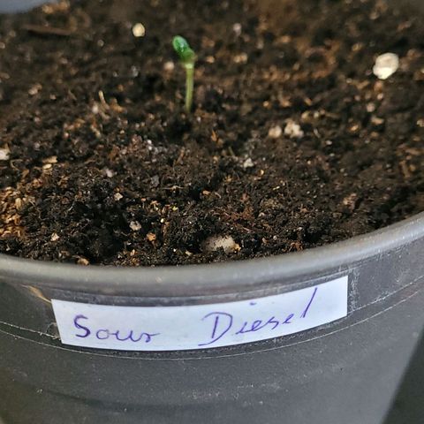 Diesel growlog timeline photo
