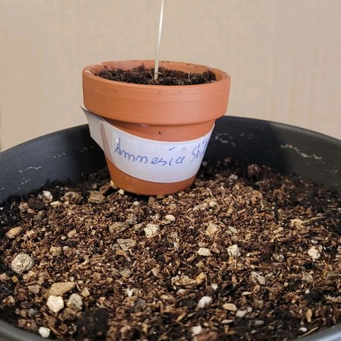 Amnesia S growlog timeline photo