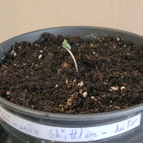 Amnesia S growlog timeline photo