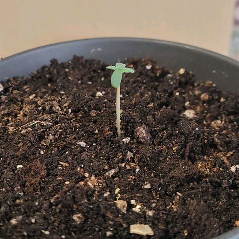 Torti growlog timeline photo