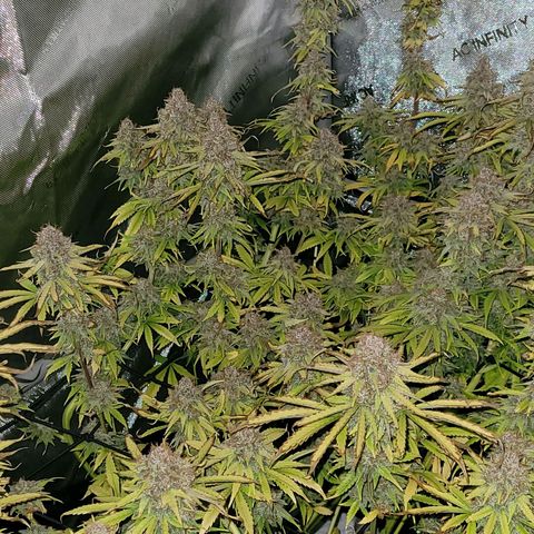 Cookies OG Kloni #1 growlog photo: Kurz vor Ernte , die geht nun los