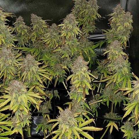 Cookies OG Kloni #1 growlog photo: Kurz vor Ernte , die geht nun los