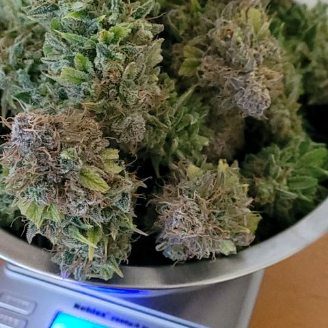 Cookies OG Kloni #1 growlog photo: Schale 1 fertig