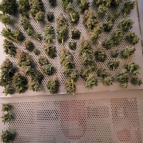 Cookies OG Kloni #1 growlog photo: Feierabend für heute und ich hab sie noch nicht fertig.