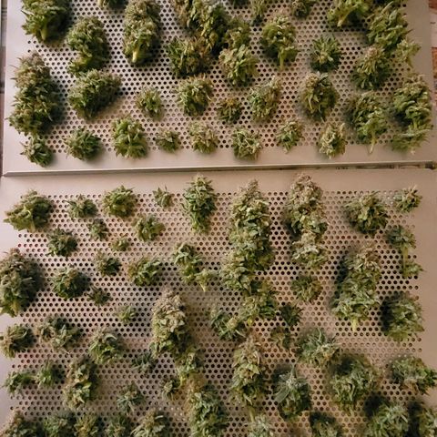 Cookies OG Kloni #1 growlog photo: Feierabend für heute und ich hab sie noch nicht fertig.