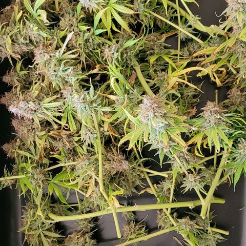 Cookies OG Kloni #1 growlog photo: Nun wird der Rest von Klon 1 für die Trocknung im Cannatrol bereit gemacht